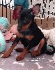  - Pinscher Nain à céder