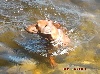  - Pinschers ..... chiens nageurs !