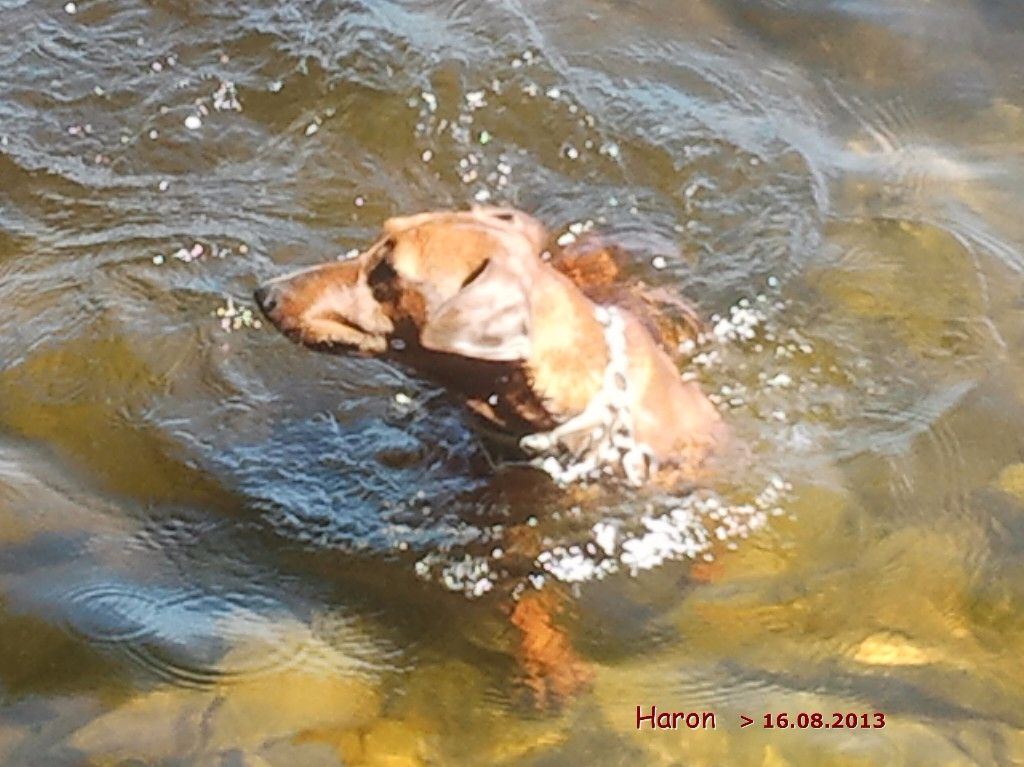 De La Tour De Cruzières - Pinschers ..... chiens nageurs !