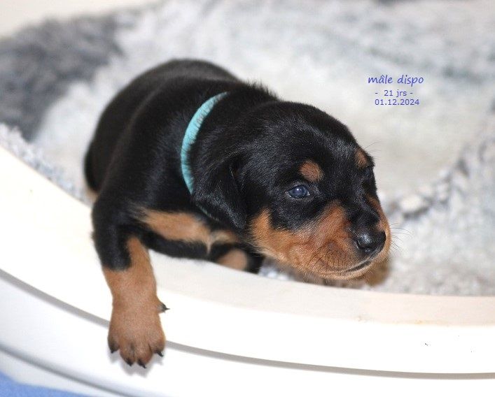 De La Tour De Cruzières - Chiot disponible  - Pinscher Allemand