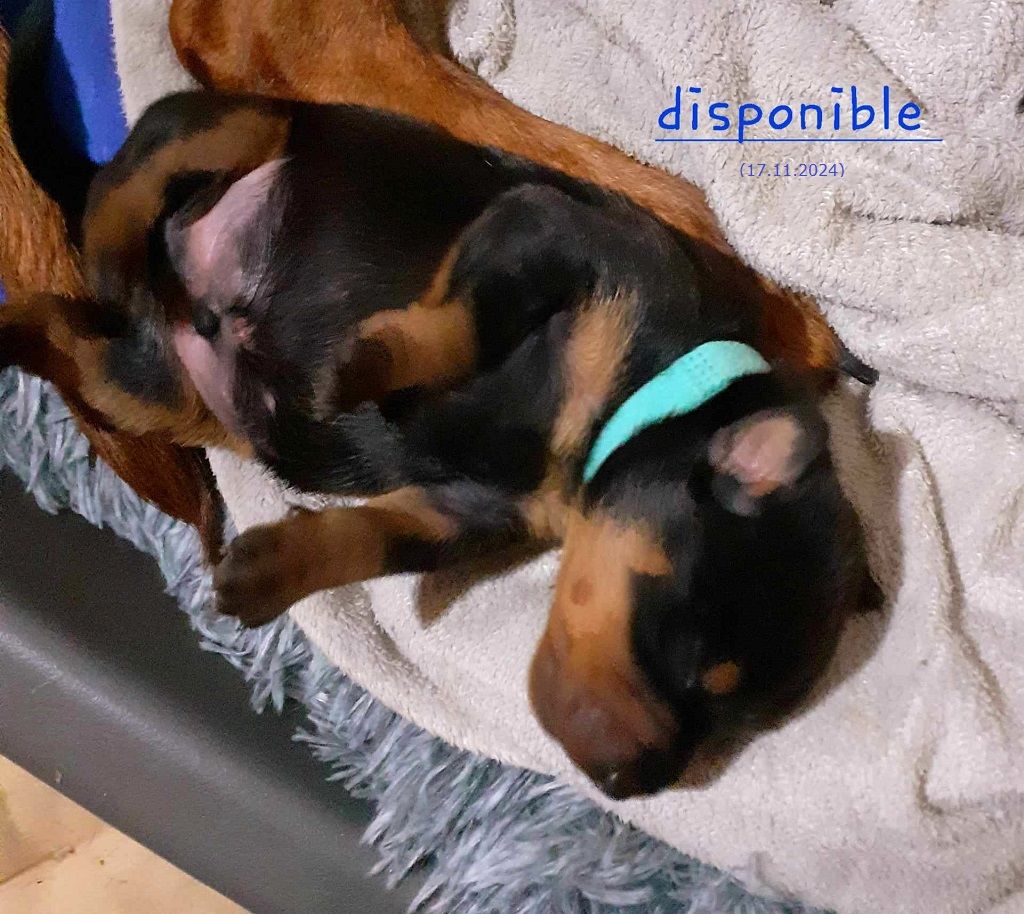 De La Tour De Cruzières - Chiot disponible  - Pinscher Allemand