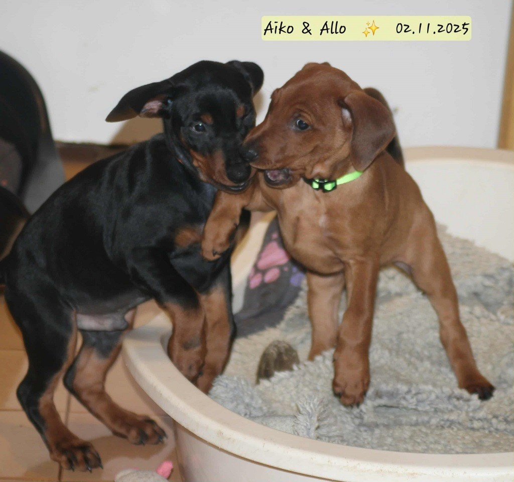 De La Tour De Cruzières - Prix d'un Pinscher Moyen - Allemand .......