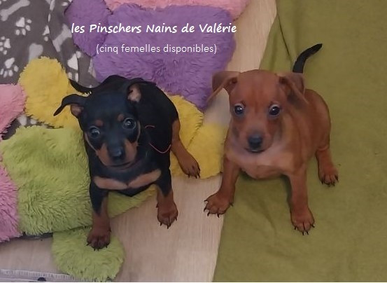 Un Pinscher Nain ?....