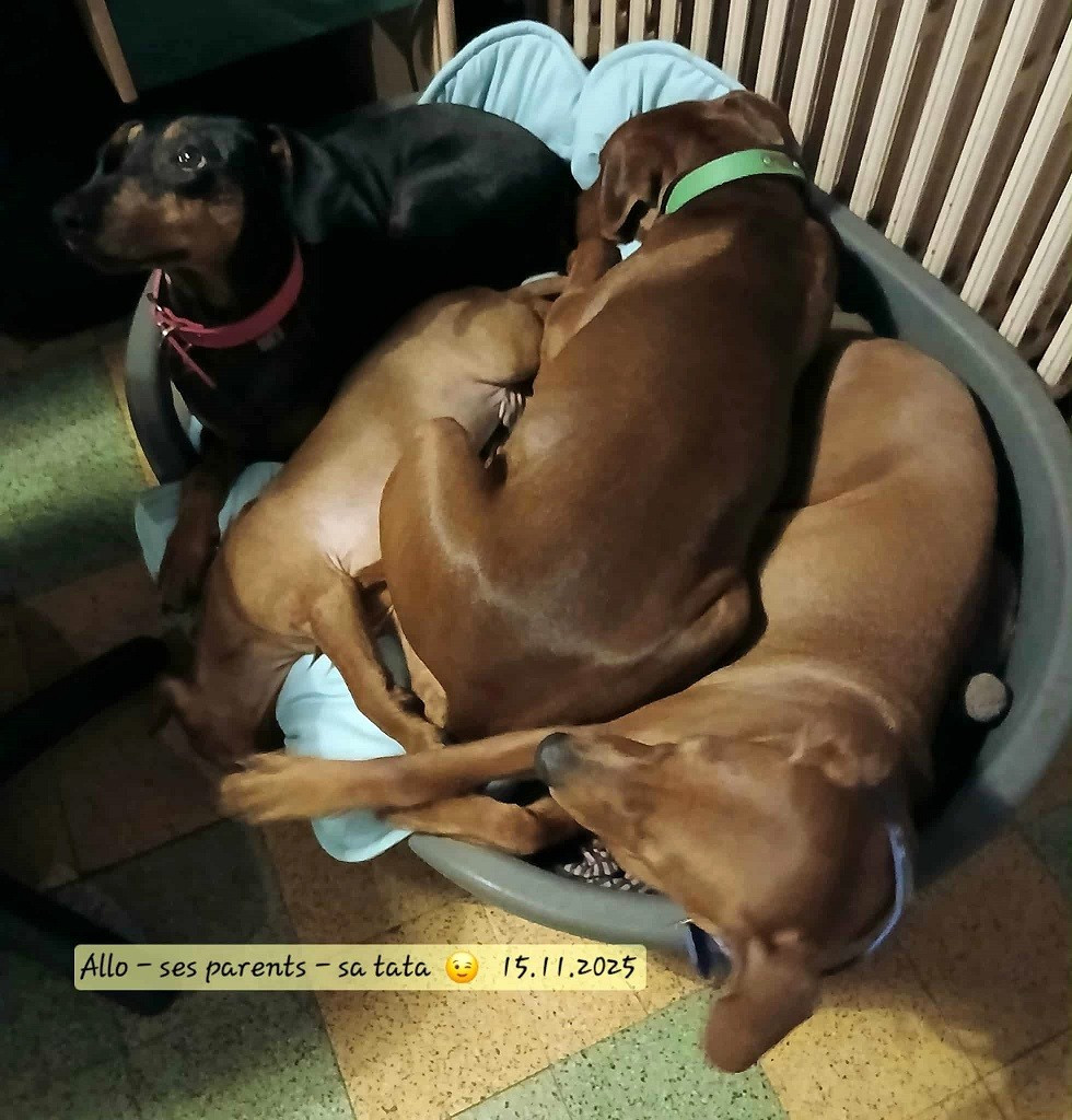 De La Tour De Cruzières - Prix d'un Pinscher Moyen - Allemand .......