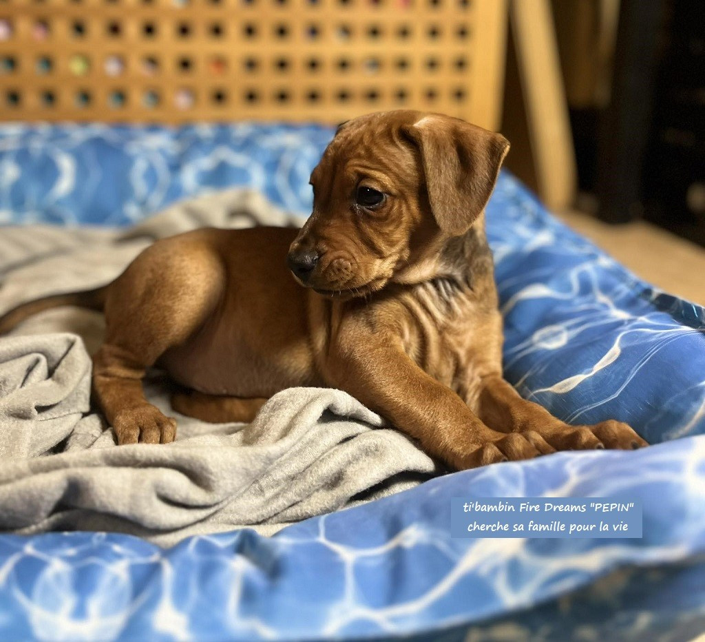 De La Tour De Cruzières - Un adorable petit gars est dispo .......