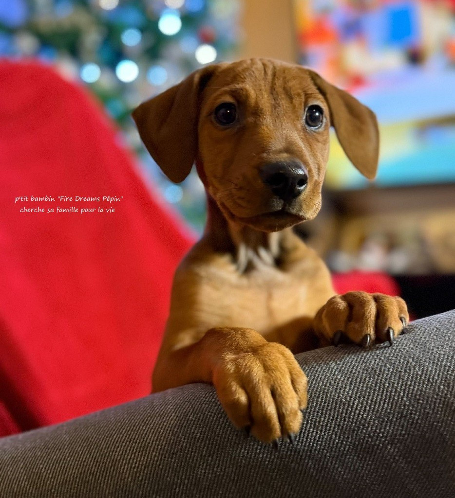 De La Tour De Cruzières - Un adorable petit gars est dispo .......