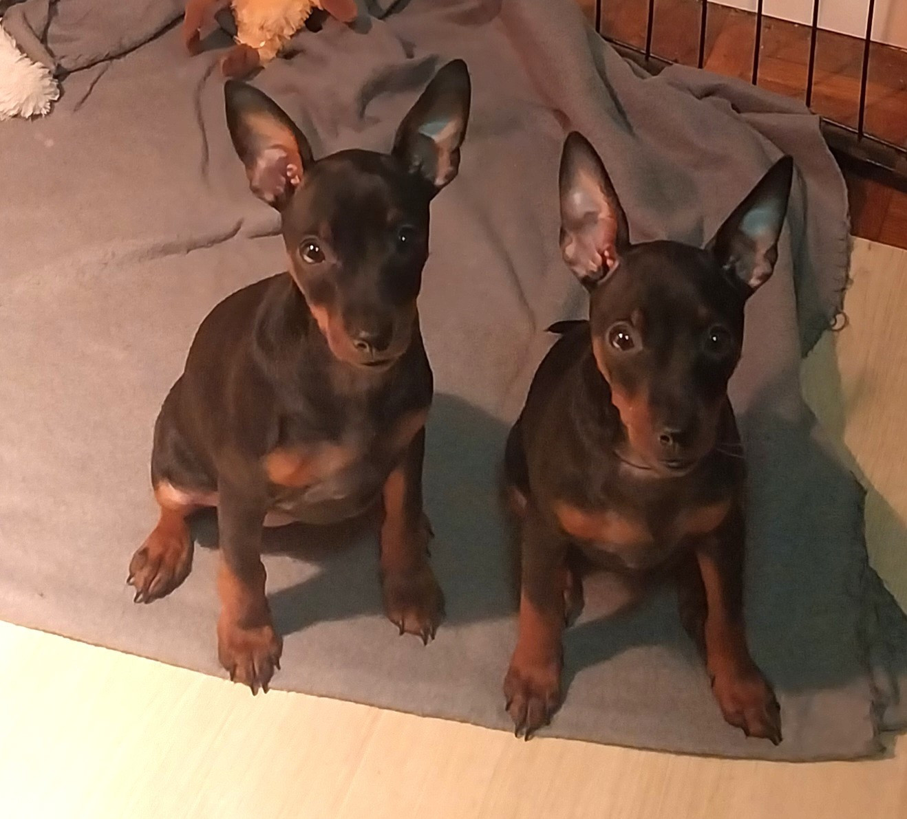 De La Tour De Cruzières - Pinscher NAIN .......