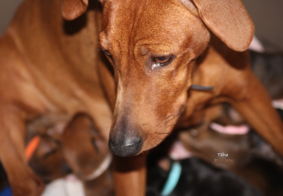 Nichée 2026 .........