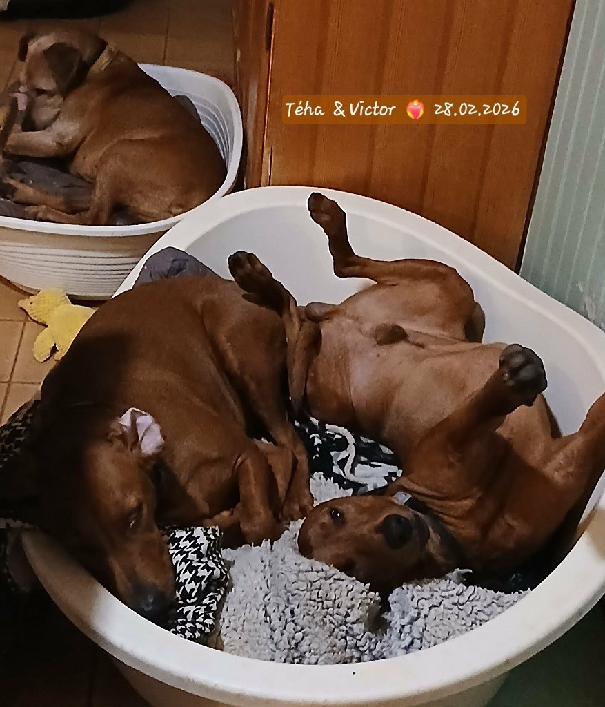 CHIOTS EN AVRIL .......