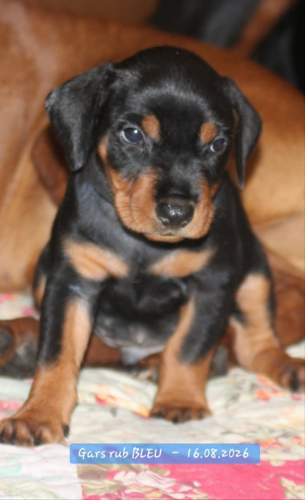 P'tit gars sans famille ............