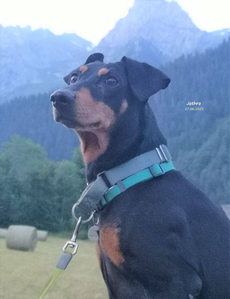 De La Tour De Cruzières - RIP - beau JETHRO .......