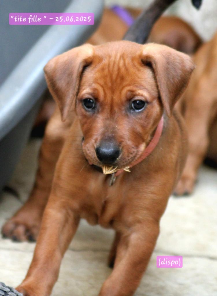 CHIOTS DISPONIBLES .....