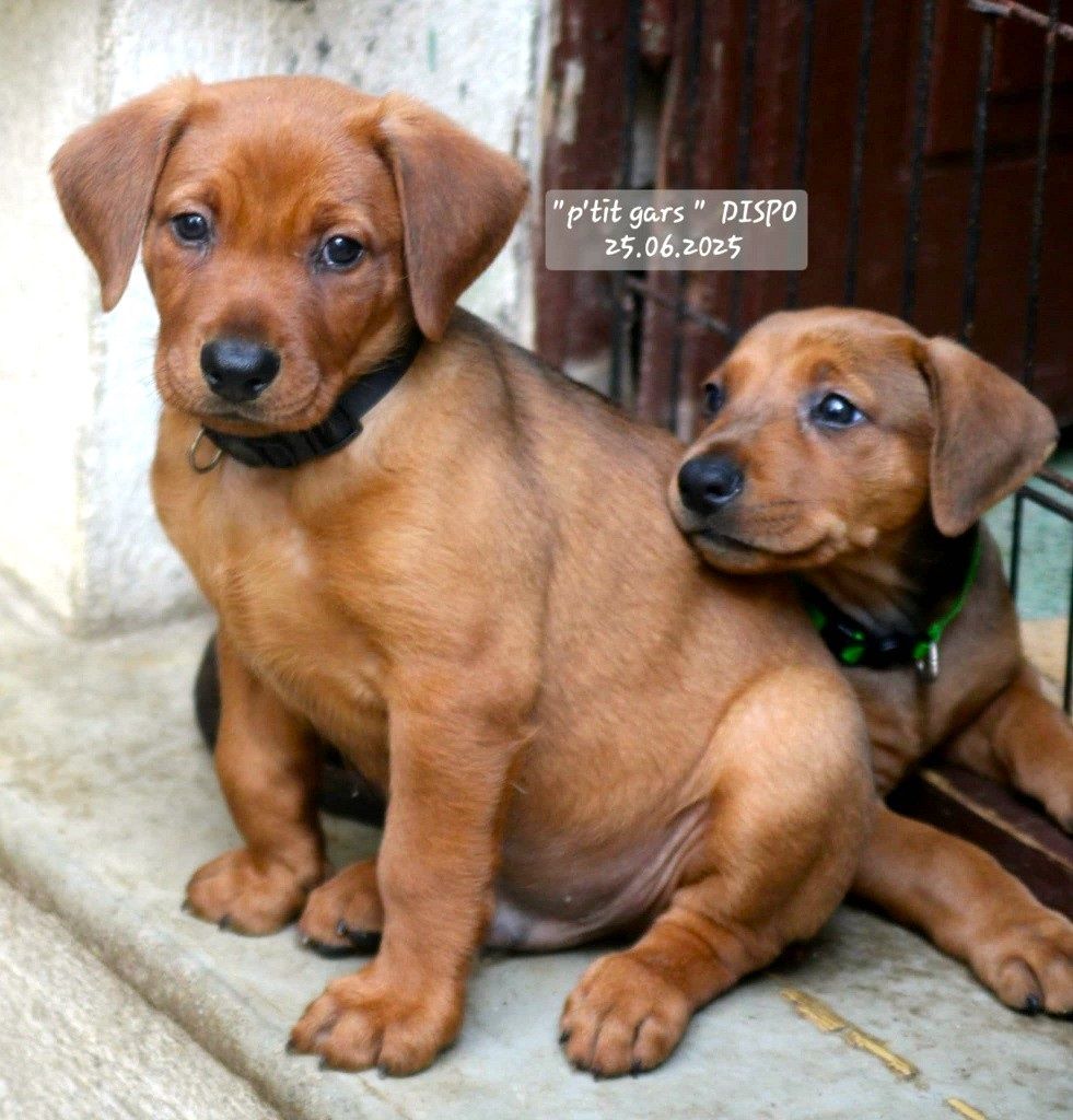 CHIOTS DISPONIBLES !