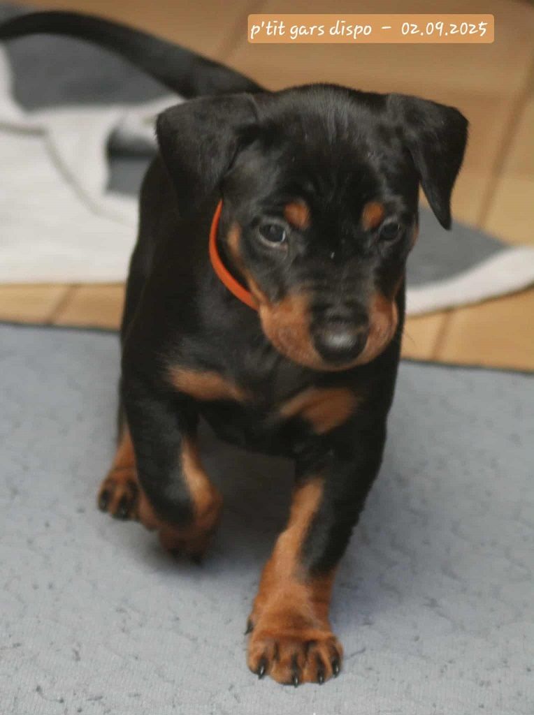 De La Tour De Cruzières - Chiots disponibles - Pinscher Allemand