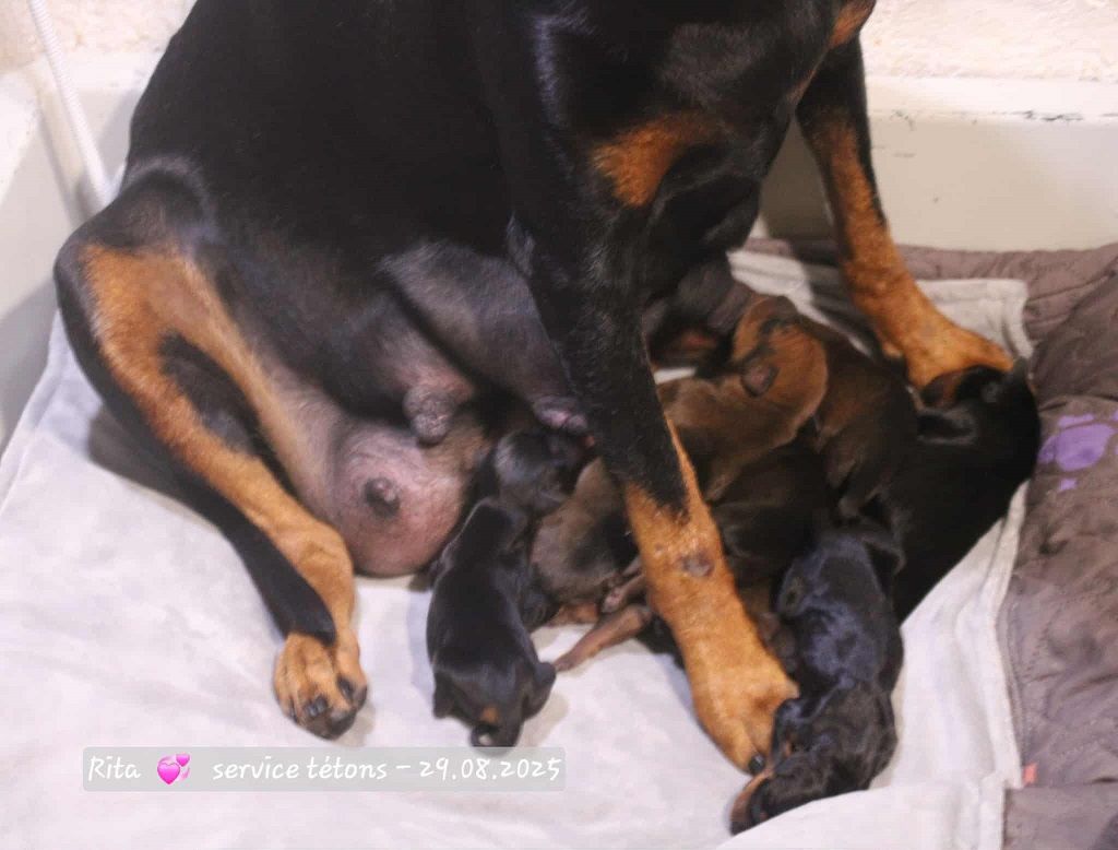 De La Tour De Cruzières - Chiots disponibles - Pinscher Allemand