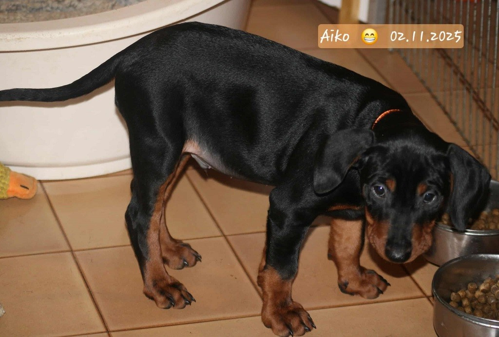 De La Tour De Cruzières - Chiots disponibles - Pinscher Allemand