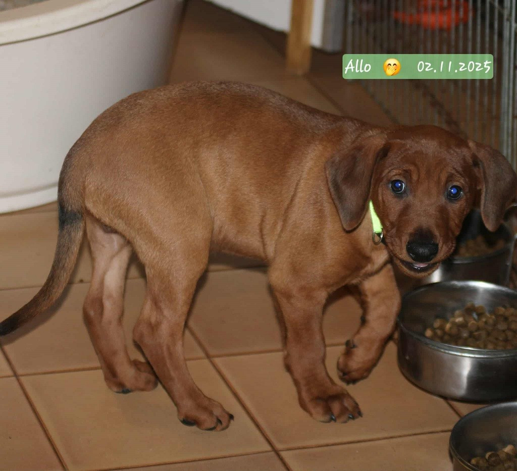 De La Tour De Cruzières - Chiots disponibles - Pinscher Allemand