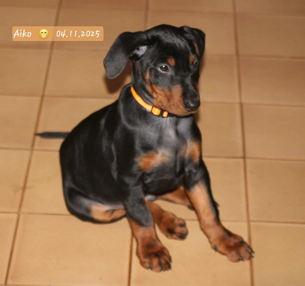 De La Tour De Cruzières - Chiots disponibles - Pinscher Allemand