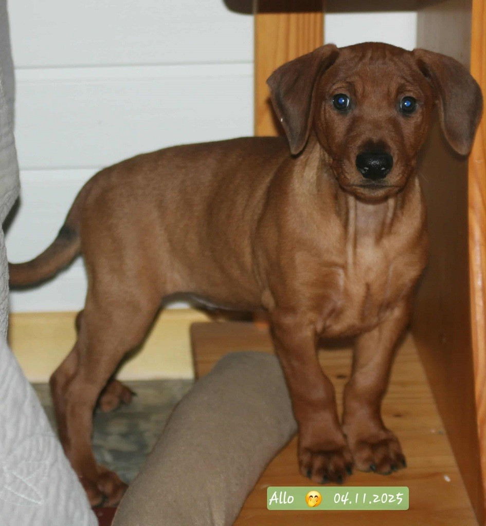 De La Tour De Cruzières - Chiots disponibles - Pinscher Allemand