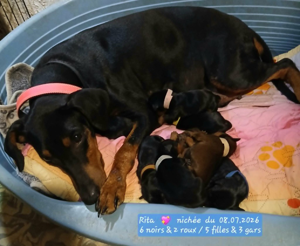 De La Tour De Cruzières - Chiots disponibles - Pinscher Allemand