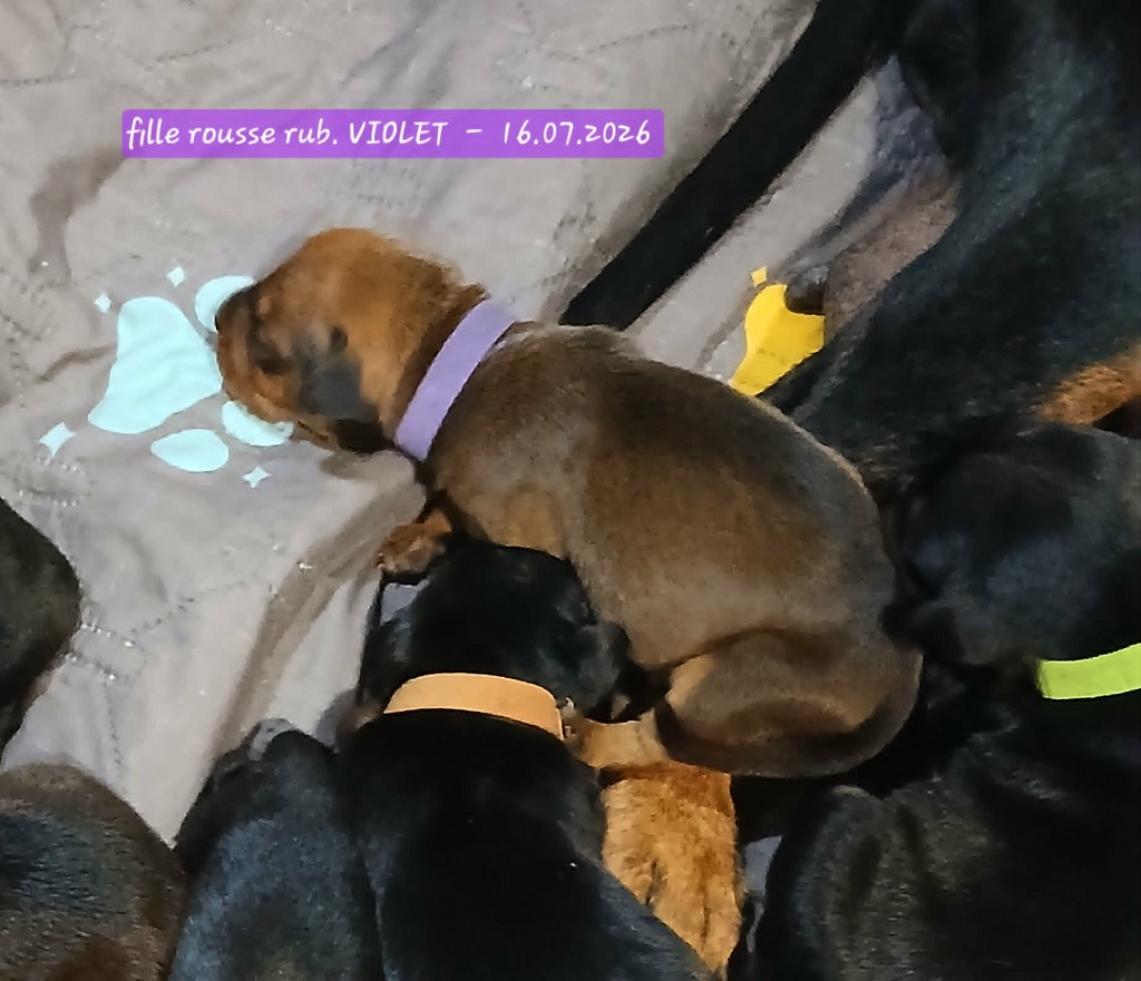 De La Tour De Cruzières - Chiots disponibles - Pinscher Allemand