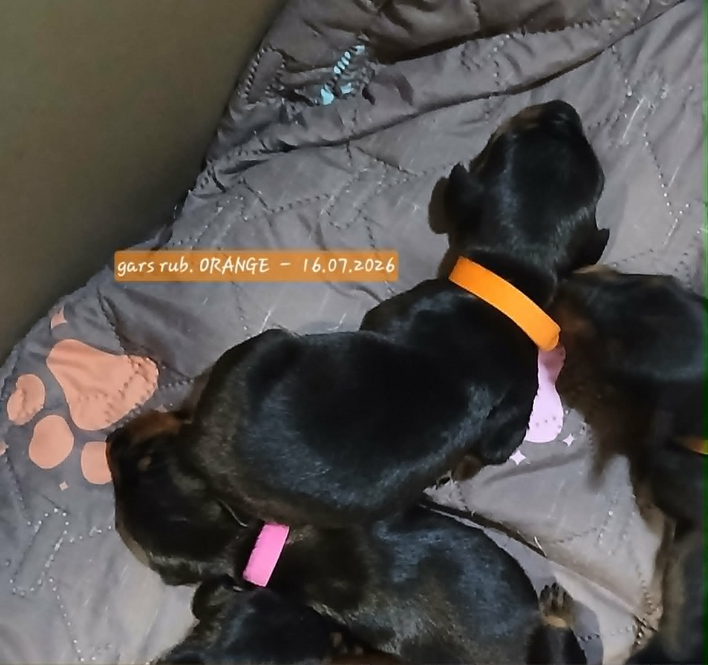 De La Tour De Cruzières - Chiots disponibles - Pinscher Allemand