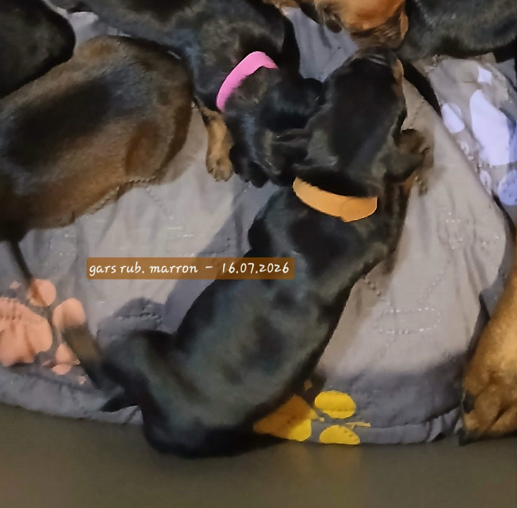 De La Tour De Cruzières - Chiots disponibles - Pinscher Allemand