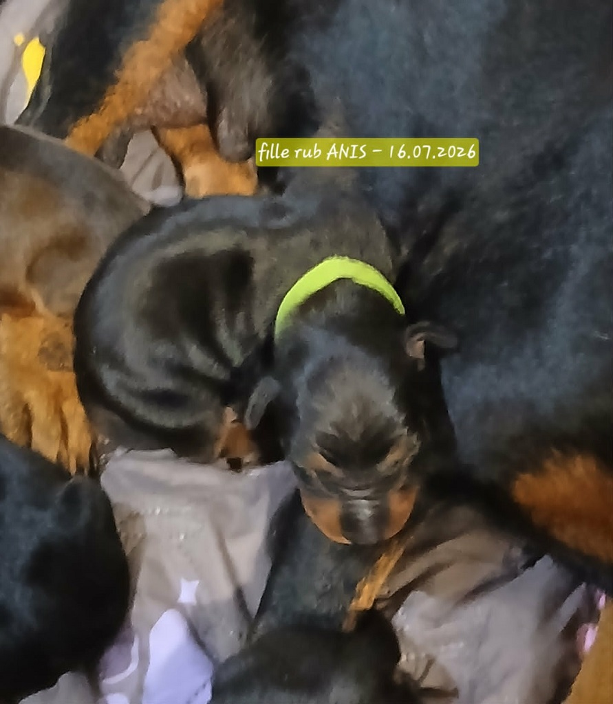 De La Tour De Cruzières - Chiots disponibles - Pinscher Allemand