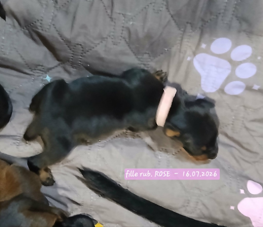 De La Tour De Cruzières - Chiots disponibles - Pinscher Allemand