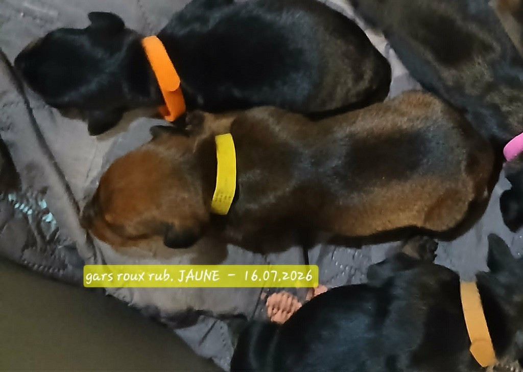 De La Tour De Cruzières - Chiots disponibles - Pinscher Allemand