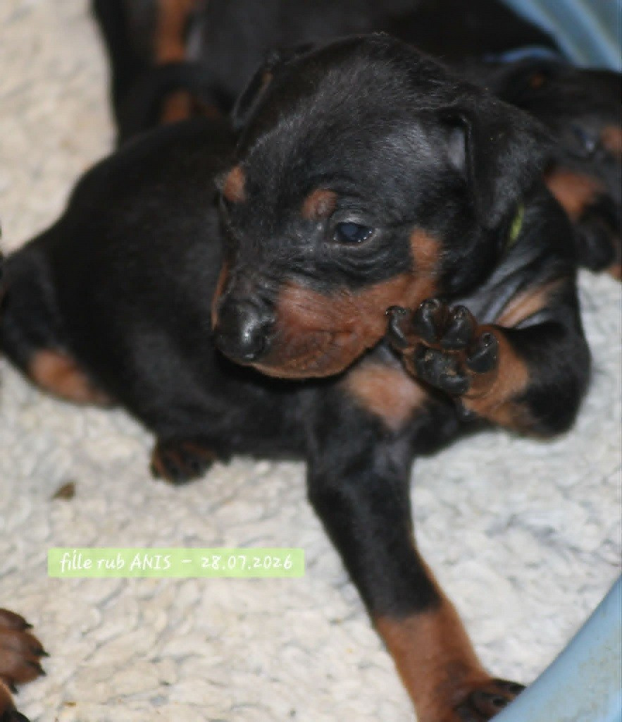 De La Tour De Cruzières - Chiots disponibles - Pinscher Allemand