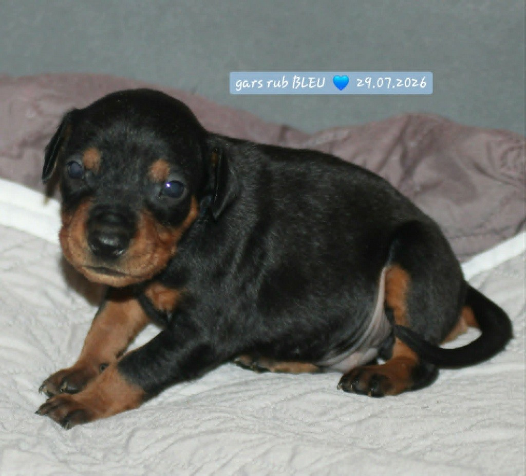 De La Tour De Cruzières - Chiots disponibles - Pinscher Allemand