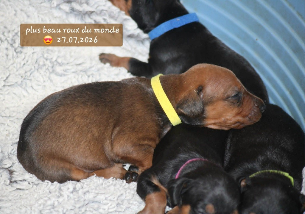 De La Tour De Cruzières - Chiots disponibles - Pinscher Allemand