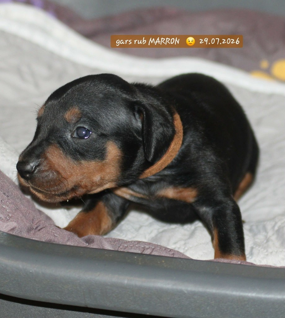 De La Tour De Cruzières - Chiots disponibles - Pinscher Allemand