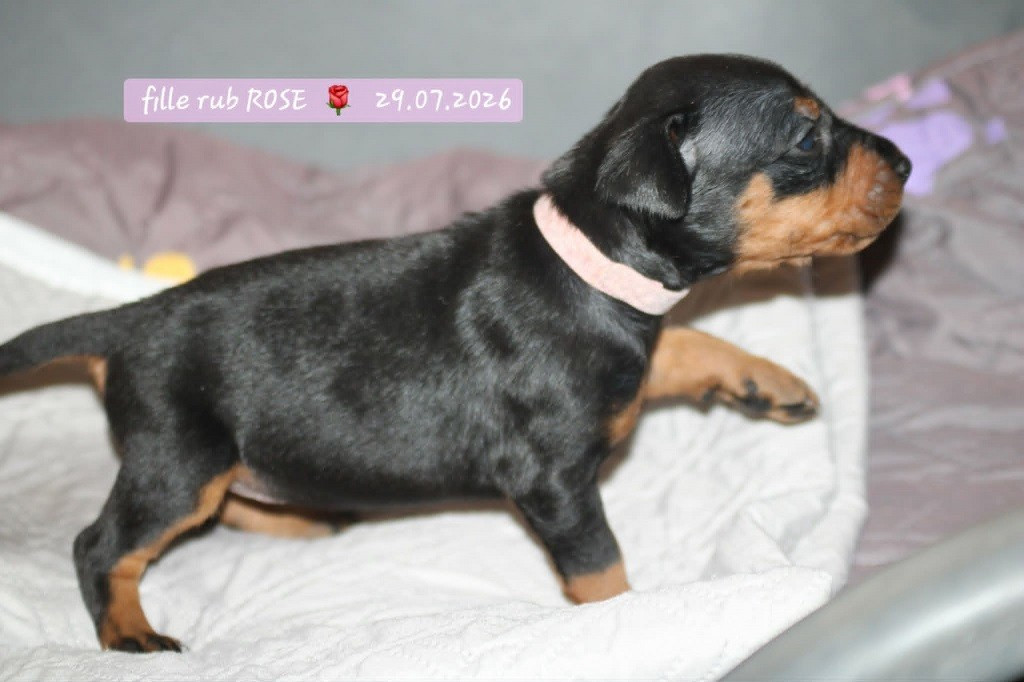 De La Tour De Cruzières - Chiots disponibles - Pinscher Allemand