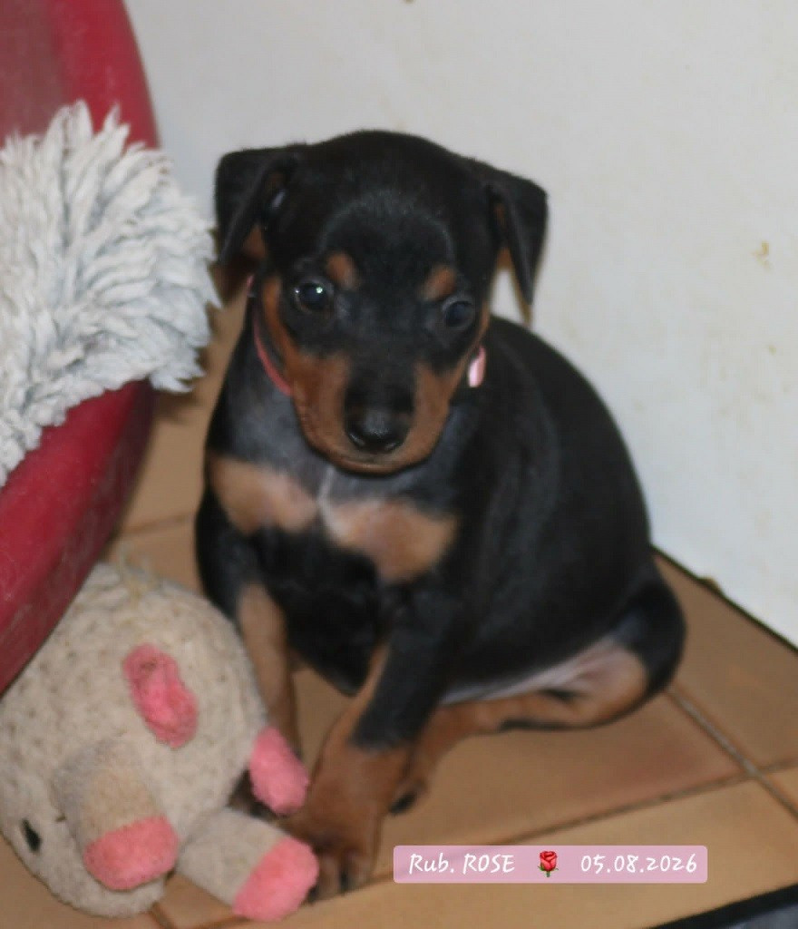 De La Tour De Cruzières - Chiots disponibles - Pinscher Allemand