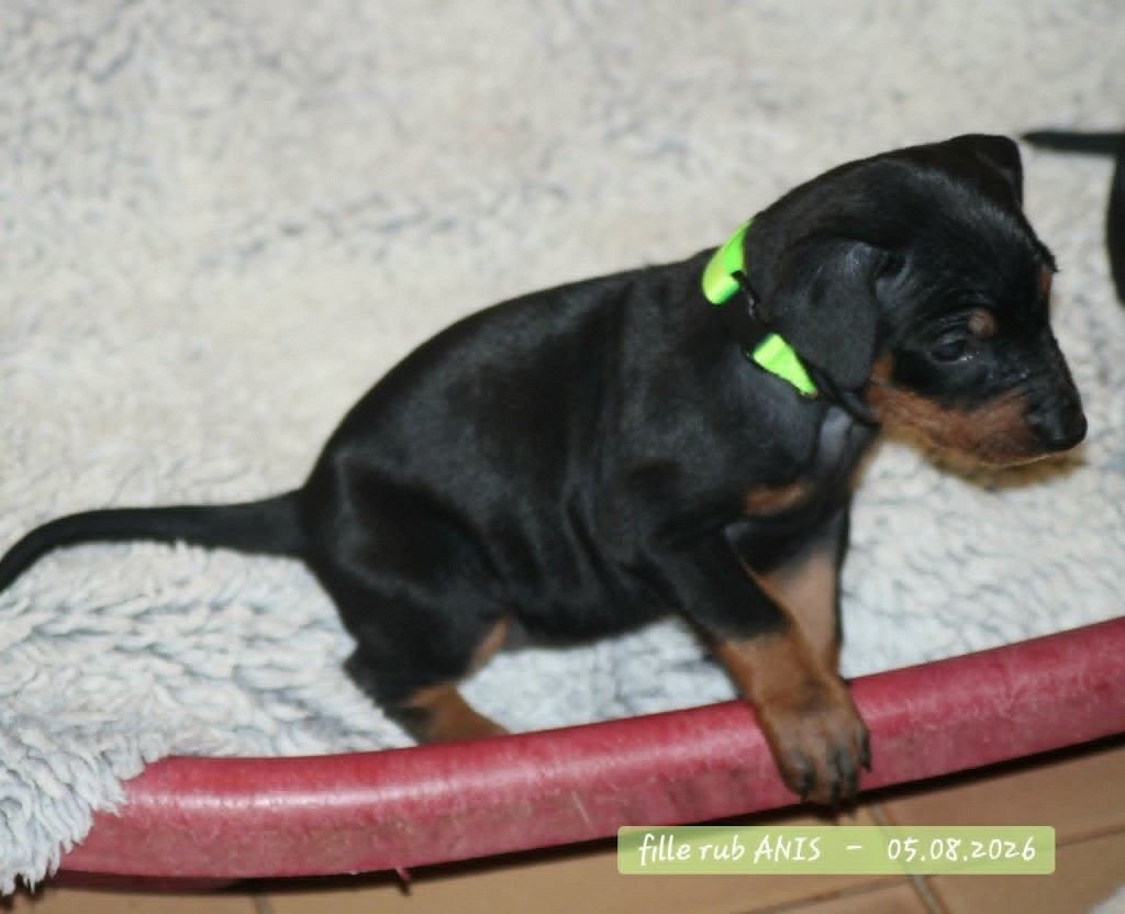 De La Tour De Cruzières - Chiots disponibles - Pinscher Allemand