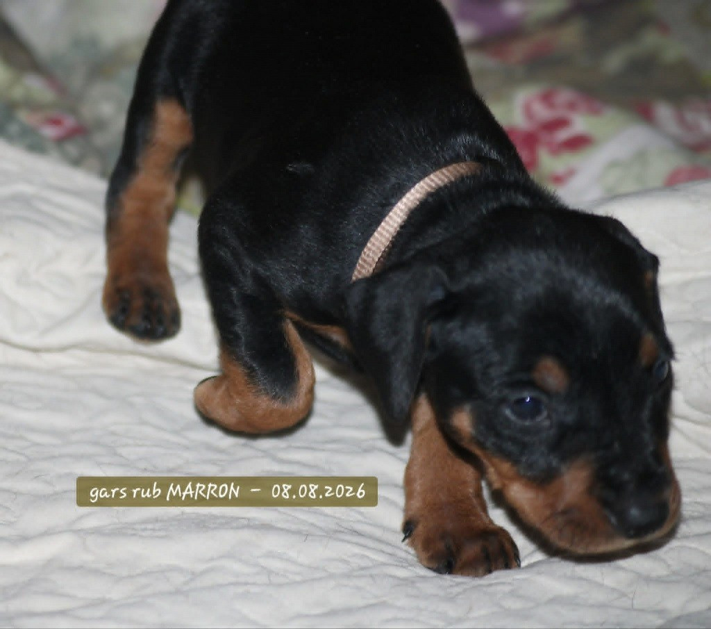 De La Tour De Cruzières - Chiots disponibles - Pinscher Allemand