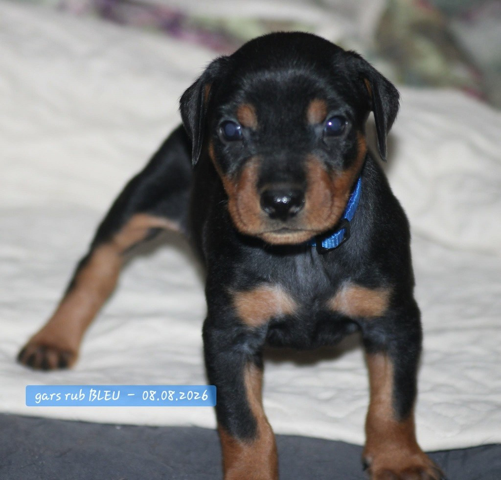De La Tour De Cruzières - Chiots disponibles - Pinscher Allemand