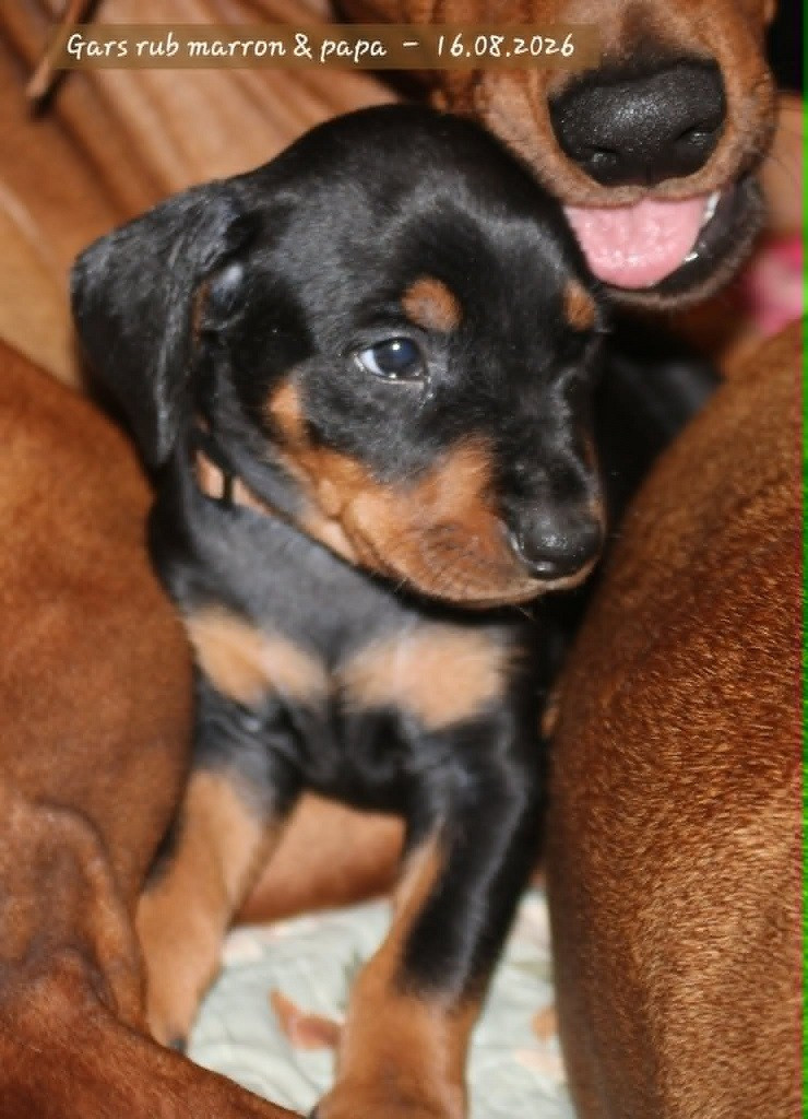 De La Tour De Cruzières - Chiots disponibles - Pinscher Allemand