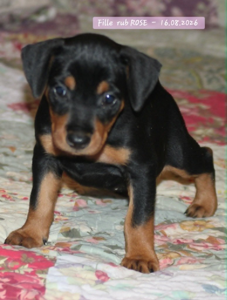 De La Tour De Cruzières - Chiots disponibles - Pinscher Allemand