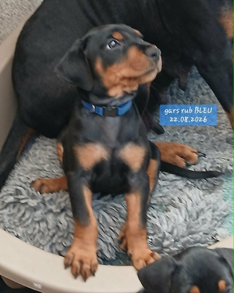 De La Tour De Cruzières - Chiots disponibles - Pinscher Allemand