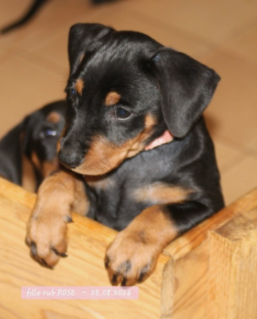 De La Tour De Cruzières - Chiots disponibles - Pinscher Allemand
