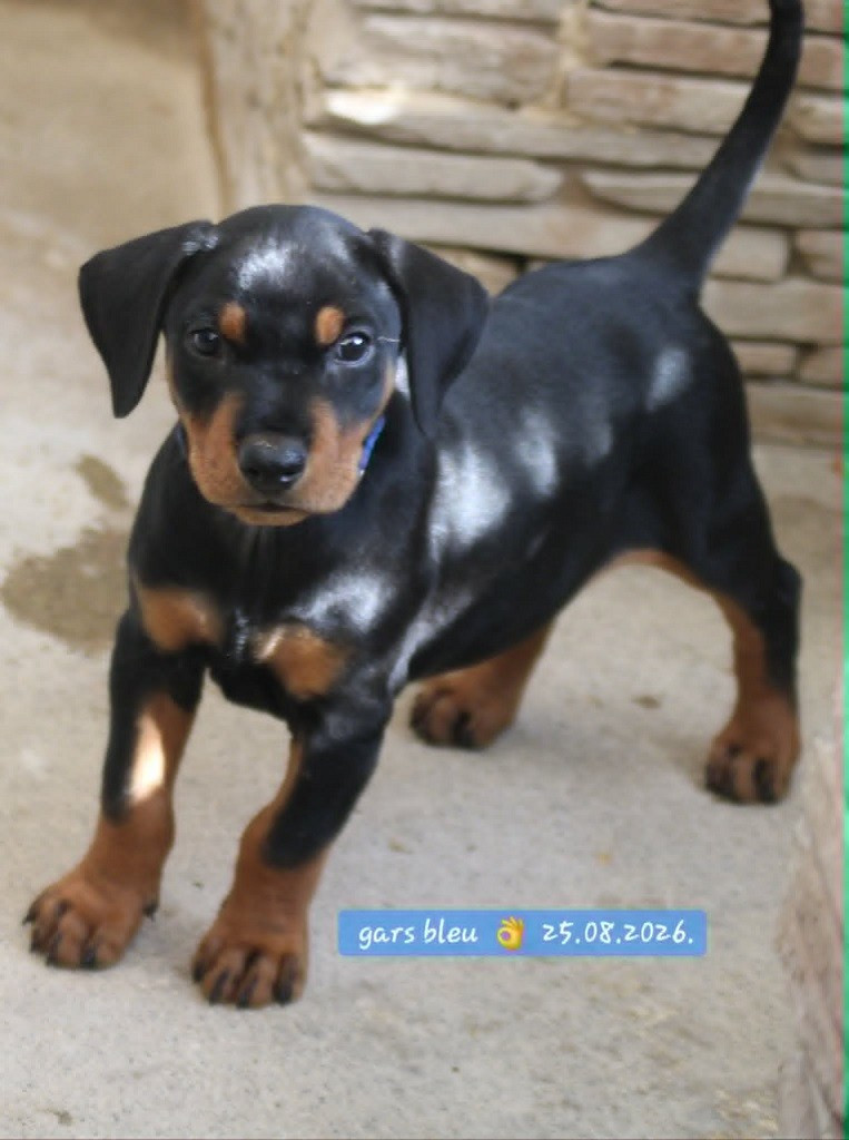 De La Tour De Cruzières - Chiots disponibles - Pinscher Allemand