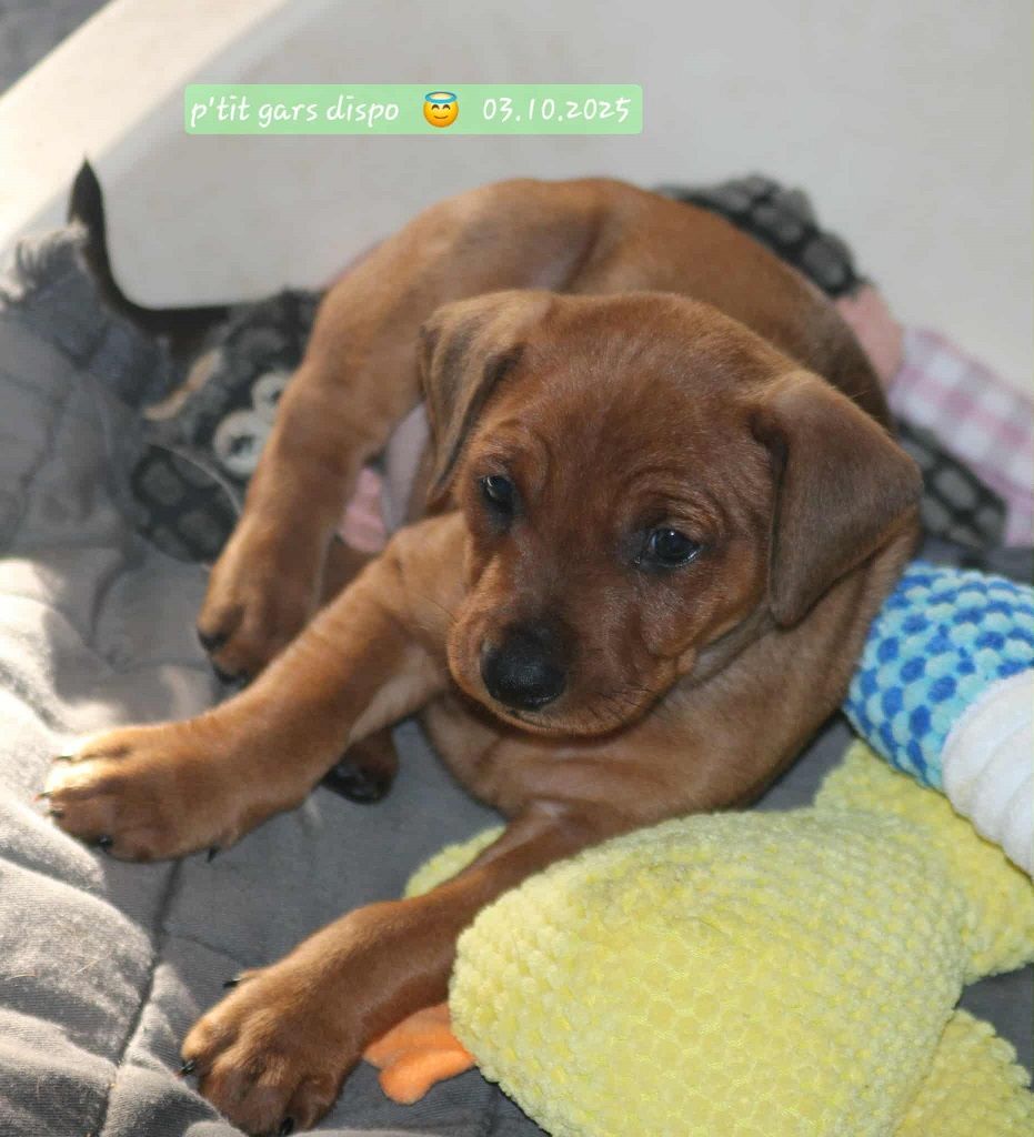 De La Tour De Cruzières - Chiots disponibles - Pinscher Allemand