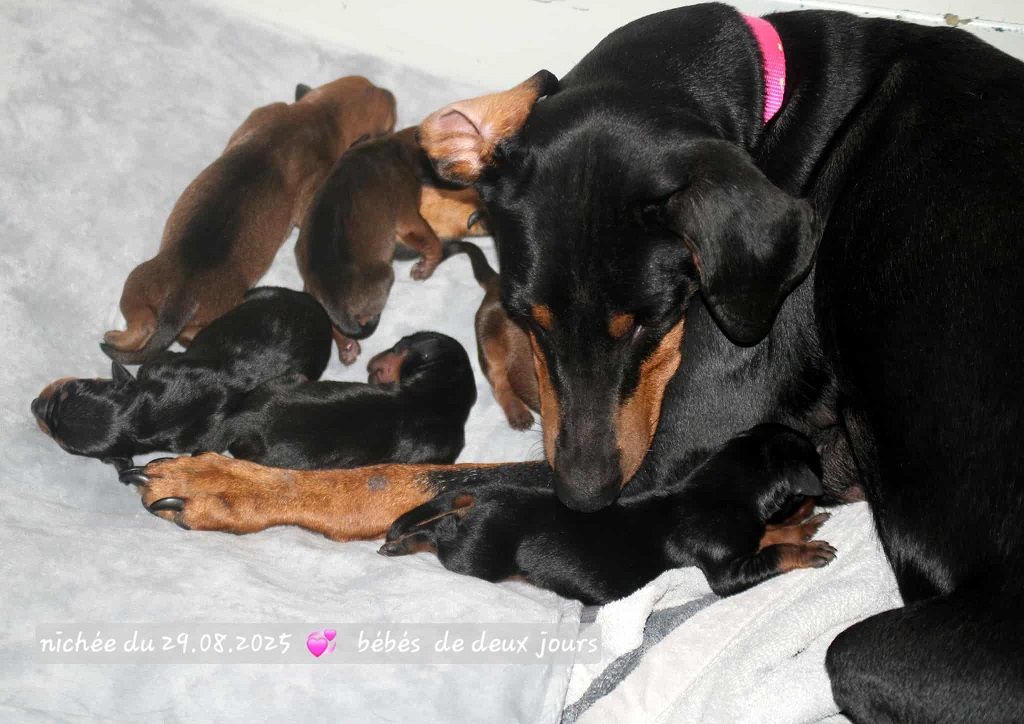 De La Tour De Cruzières - Chiots disponibles - Pinscher Allemand