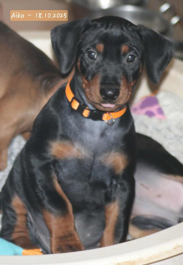 De La Tour De Cruzières - Chiots disponibles - Pinscher Allemand