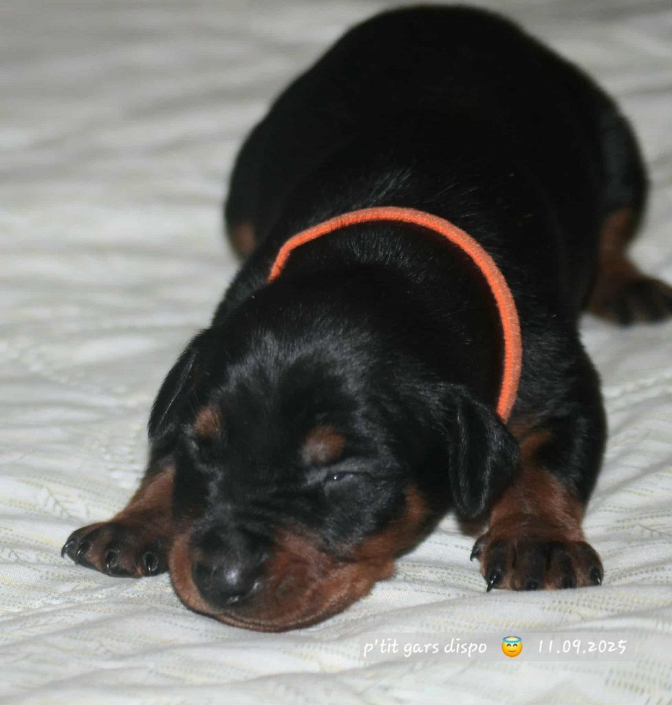 De La Tour De Cruzières - Chiots disponibles - Pinscher Allemand