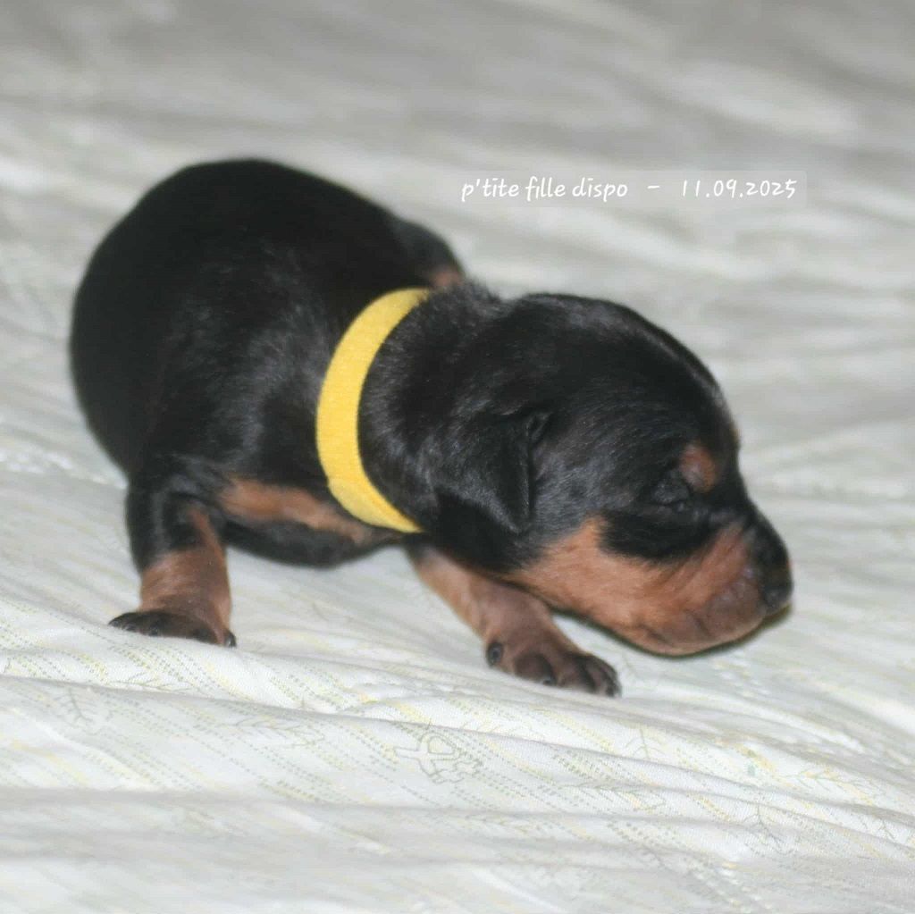 De La Tour De Cruzières - Chiots disponibles - Pinscher Allemand