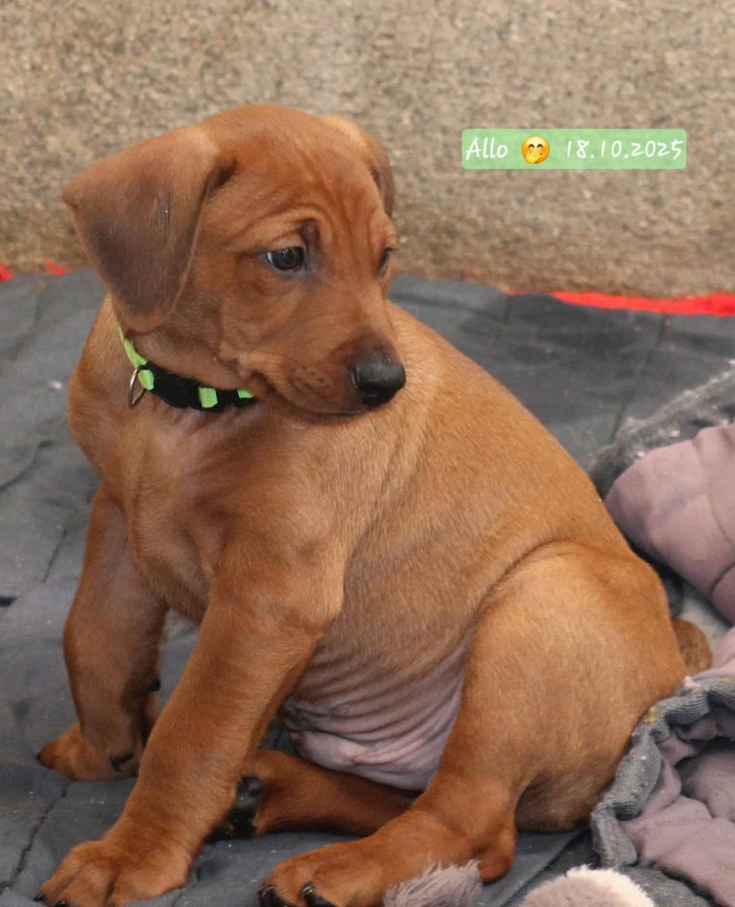 De La Tour De Cruzières - Chiots disponibles - Pinscher Allemand